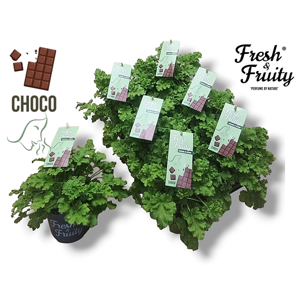 <h4>Pel. Fresh&Fruity® Choco Fresh</h4>