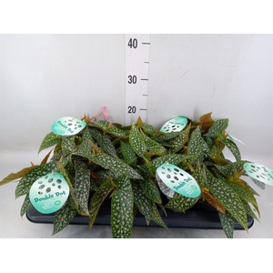 Begonia BD 'Double Dot'