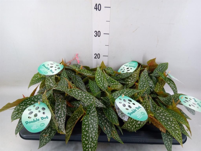 <h4>Begonia BD 'Double Dot'</h4>