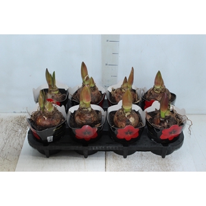 AMARYLLIS P14 VERMELHO MIN 2 HT