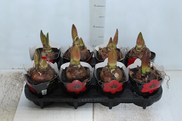 <h4>AMARYLLIS P14 VERMELHO MIN 2 HT</h4>