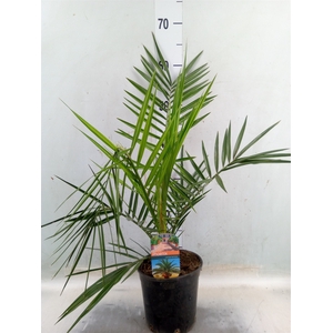 Phoenix canariensis