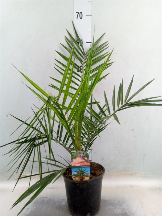 <h4>Phoenix canariensis</h4>