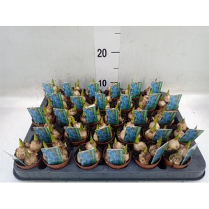 Muscari  'Magic Blue'