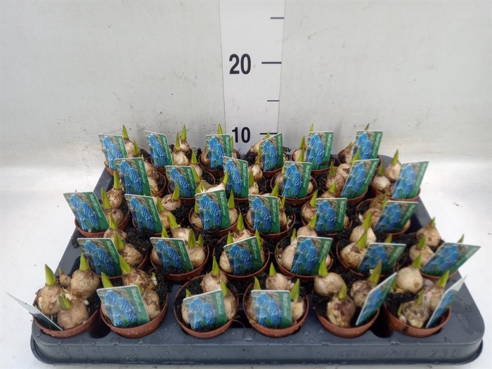 <h4>Muscari  'Magic Blue'</h4>