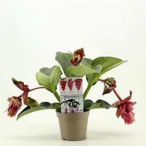 Piccolini Dolce Rossa 3 knop (Medinilla 1 etage)