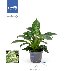 Philodendron - KARMA White Stripe | 12cm