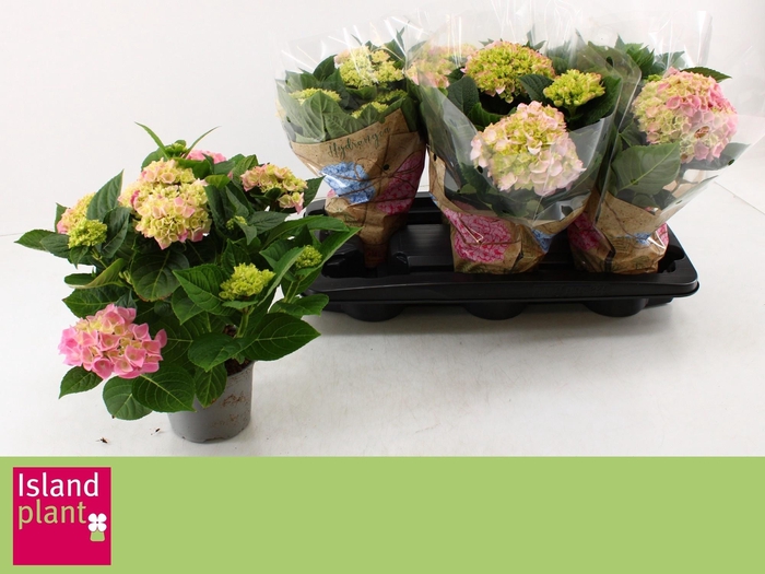 <h4>HYDR M ANKONG</h4>