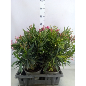 Nerium oleander   ...