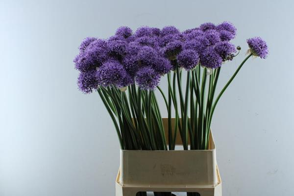 <h4>Allium Gladiator (heemskerk)</h4>