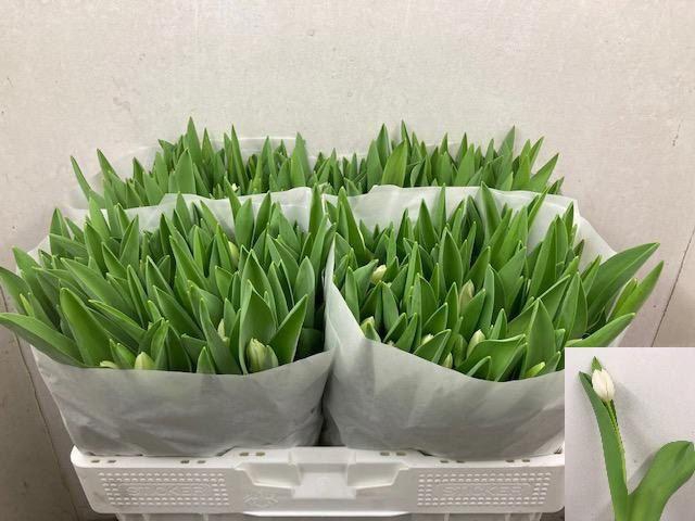 <h4>TU EN ROYAL VIRGIN</h4>