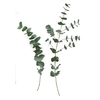 EUCA CINEREA STEMS 200CM