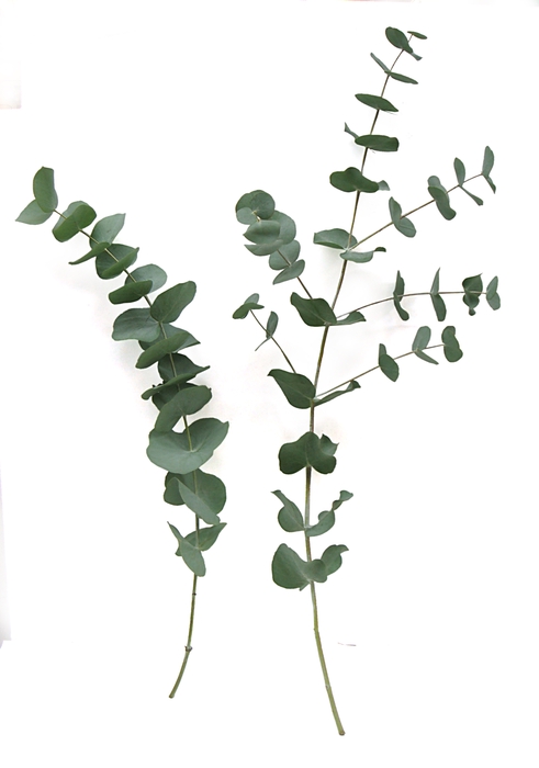 EUCA CINEREA STEMS 200CM