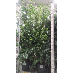 Ficus benja. 'Exotica'