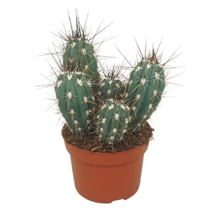 Stetsonia coryne 0155SCO
