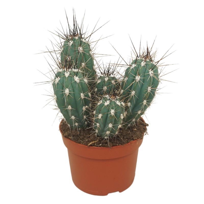 Stetsonia coryne 0155SCO