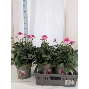 DAHL D M STARBU PINK