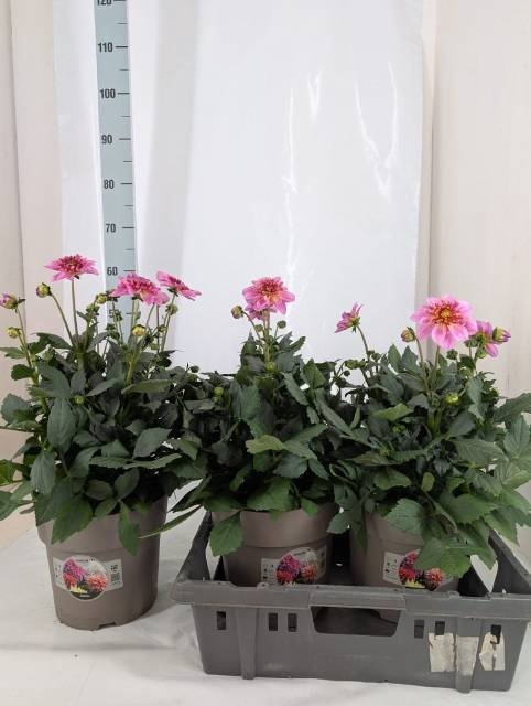 <h4>DAHL D M STARBU PINK</h4>