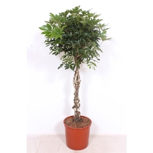 Schefflera arboricola 'Compacta'