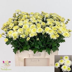CHR T BLENDA WHITE