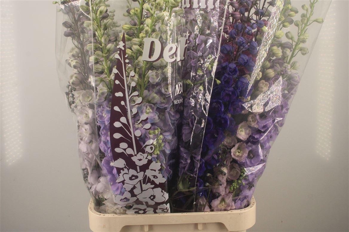 <h4>Delph El Dewi Mixed</h4>