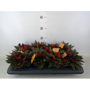 Peperomia caperata 'Rosso'