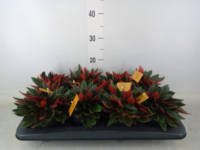 <h4>Peperomia caperata 'Rosso'</h4>