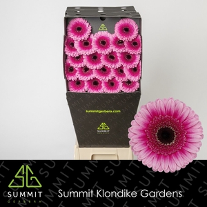 Germini Isabelle Diamond per kaart