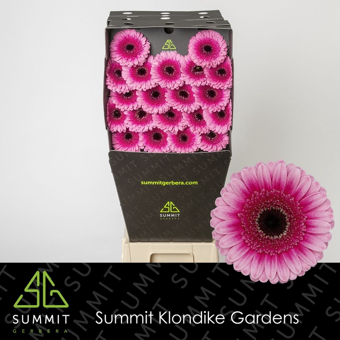 <h4>Germini Isabelle Diamond per kaart</h4>