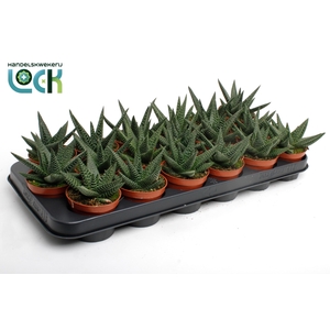 Haworthia Gasworthia (Royal Highness)