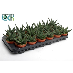 Haworthia Gasworthia (Royal Highness)