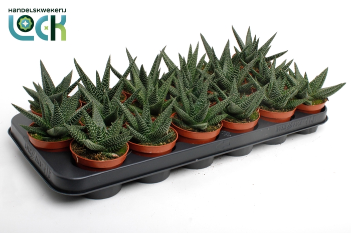 <h4>Haworthia Gasworthia (Royal Highness)</h4>