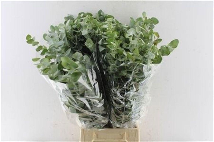 <h4>Euc Cinerea Per Bos</h4>