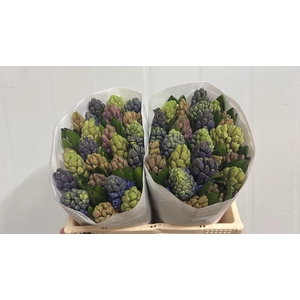 HYAC GEM 5 KLEUREN  2x25