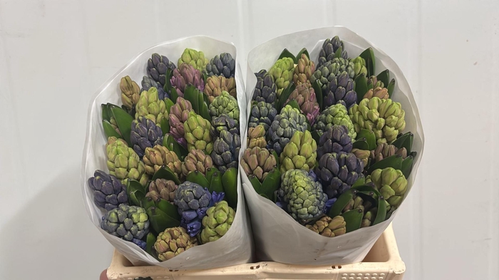 <h4>HYAC GEM 5 KLEUREN 2x25</h4>