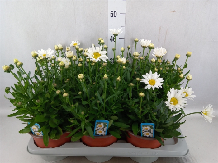 <h4>Leucanthemum sup. 'Snow Lady'</h4>