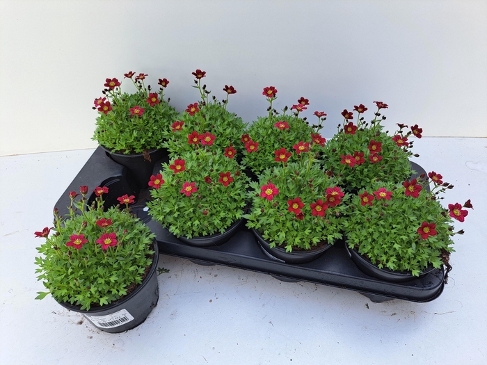 <h4>SAXIF AR PETER PAN</h4>