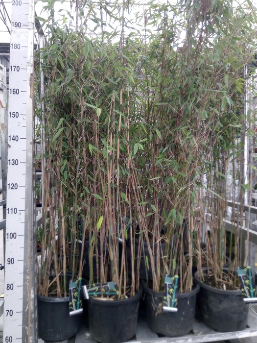 <h4>Fargesia 'Viking'</h4>