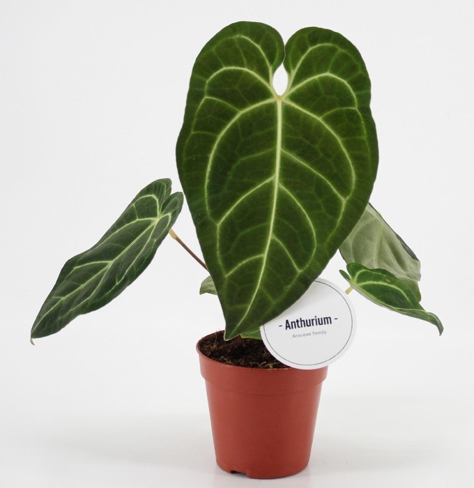 <h4>Anthurium Regale</h4>
