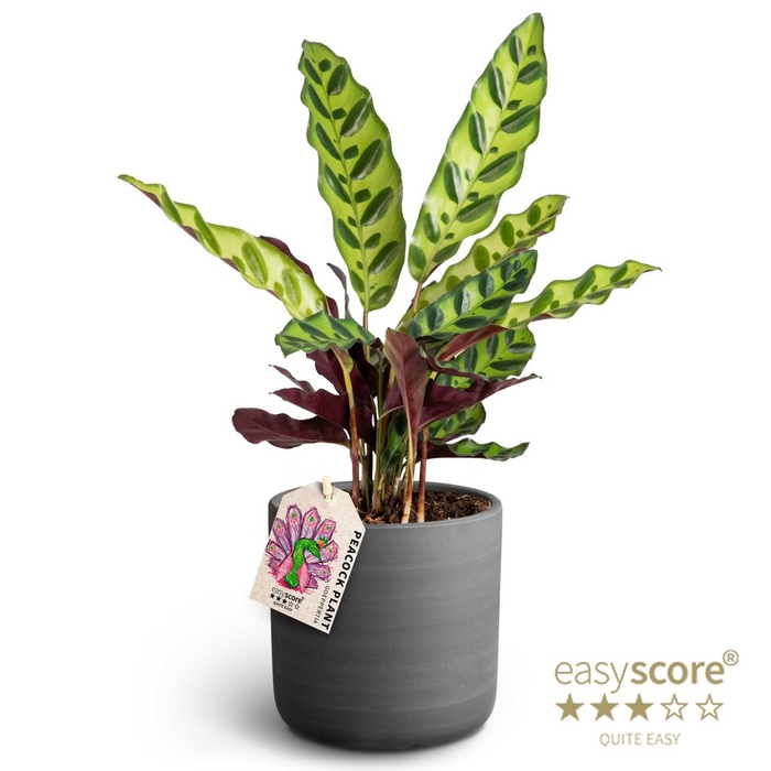 CALATHEA SPECIES