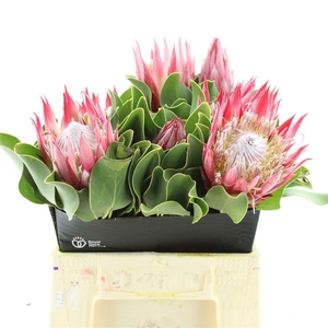 PROTEA CY CLARE