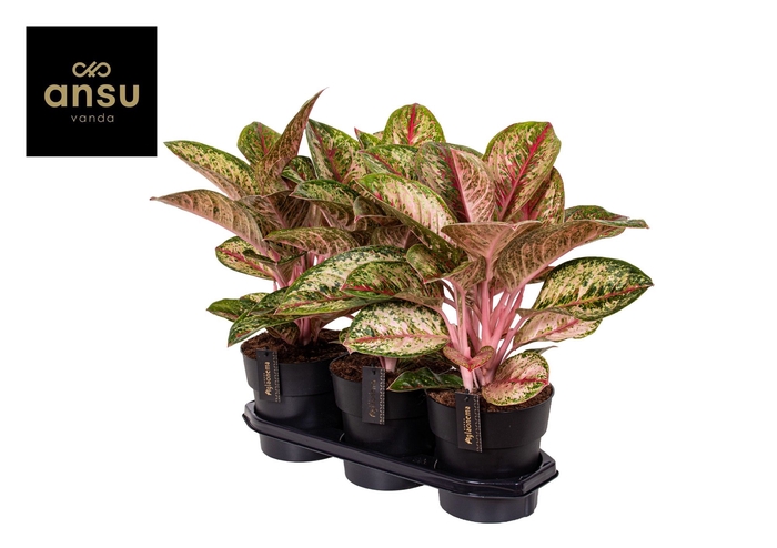 <h4>Aglaonema Painted Celebration</h4>