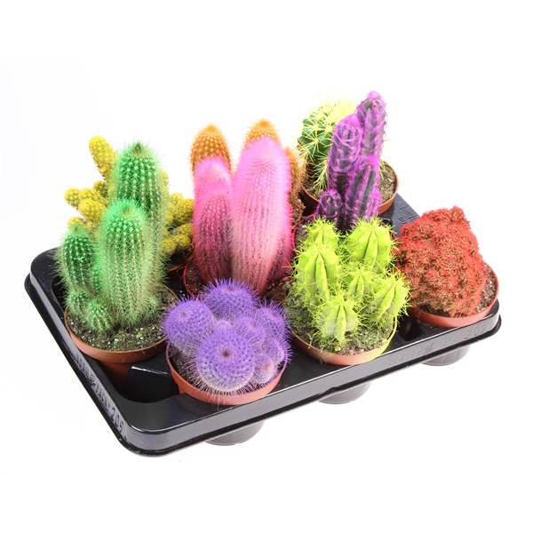 Rainbow cactus mix