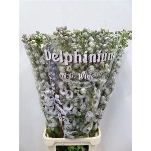 Delph El Du Dewi Spijker