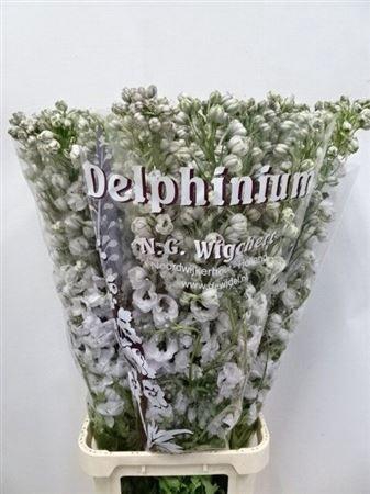 <h4>Delph El Du Dewi Spijker</h4>