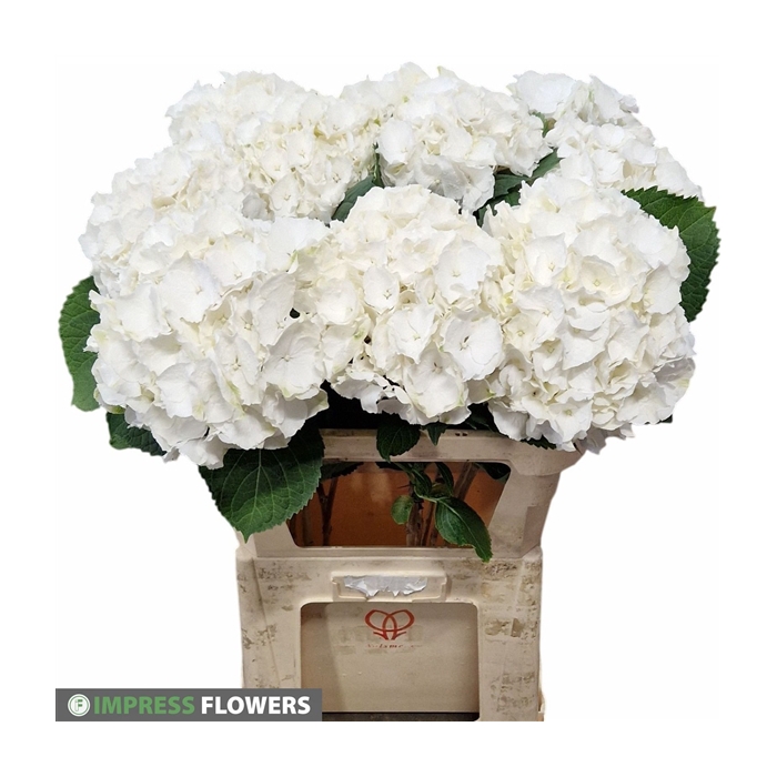 <h4>Verena white 80cm</h4>