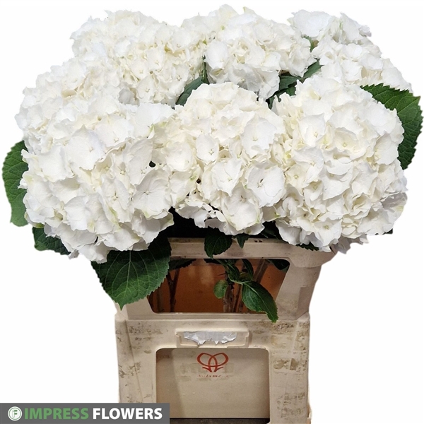 Verena white 80cm