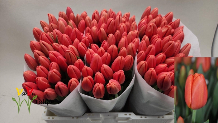 <h4>TU EN ORANGE JUICE</h4>