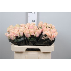 R Gr Harmony Peach