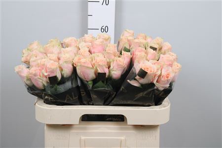 <h4>R Gr Harmony Peach</h4>